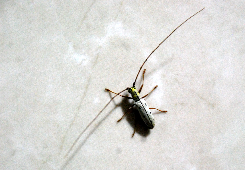 단양 하리하우스에 찾아온 곤충인데 이름을 정확히 모르는 녀석